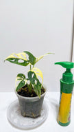 Monstera Adansonii Tricolor Japan@Markham Warehouse