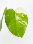 Monstera Albo @BC Warehouse