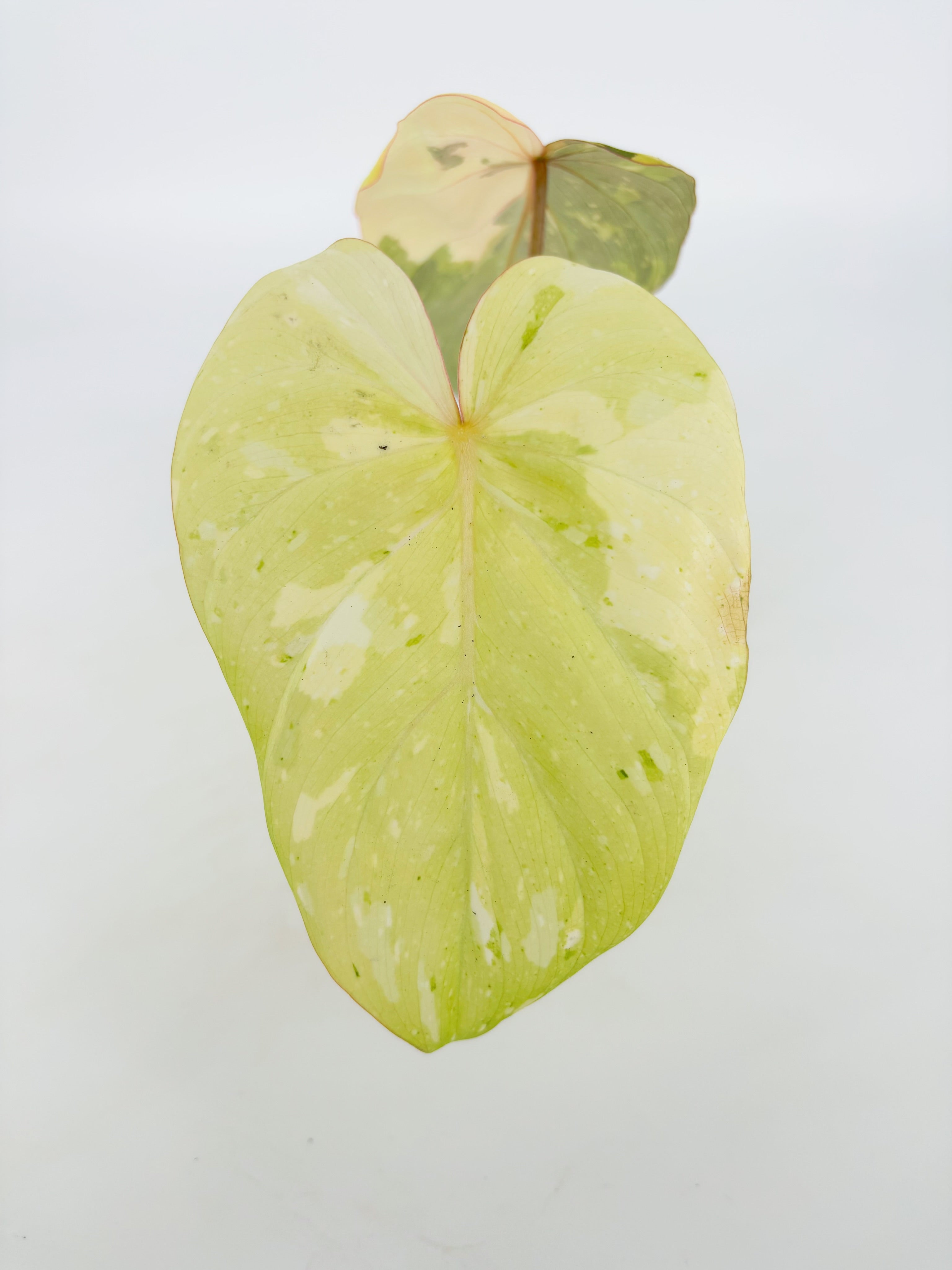 Philodendron Gloriosum Tricolor@BC Warehouse