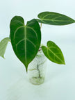 Anthurium Crystallinum