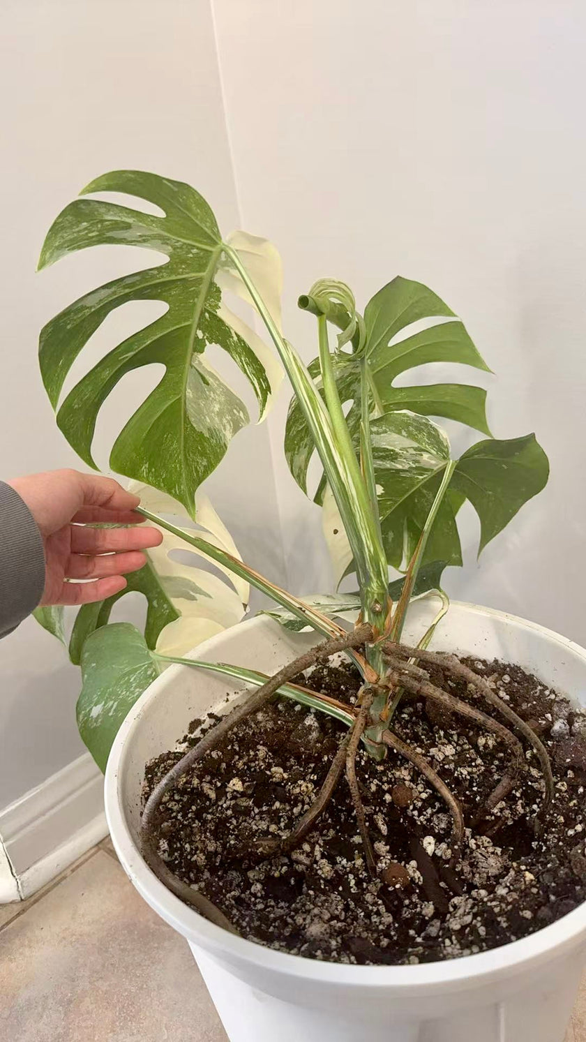Monstera Albo