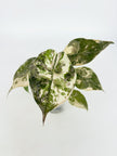 *Ultra Select* Alocasia Wentii Albo Pink@BC Warehouse