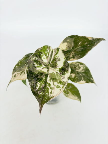 *Ultra Select* Alocasia Wentii Albo Pink@BC Warehouse