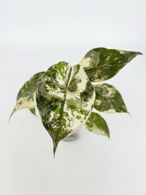 *Ultra Select* Alocasia Wentii Albo Pink@BC Warehouse