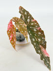 Begonia Maculata Pink@BC Warehouse