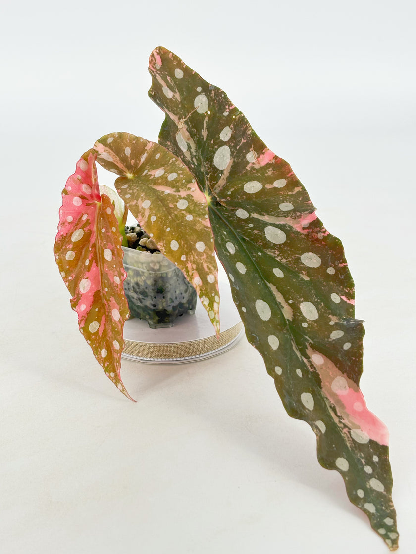 Begonia Maculata Pink@BC Warehouse