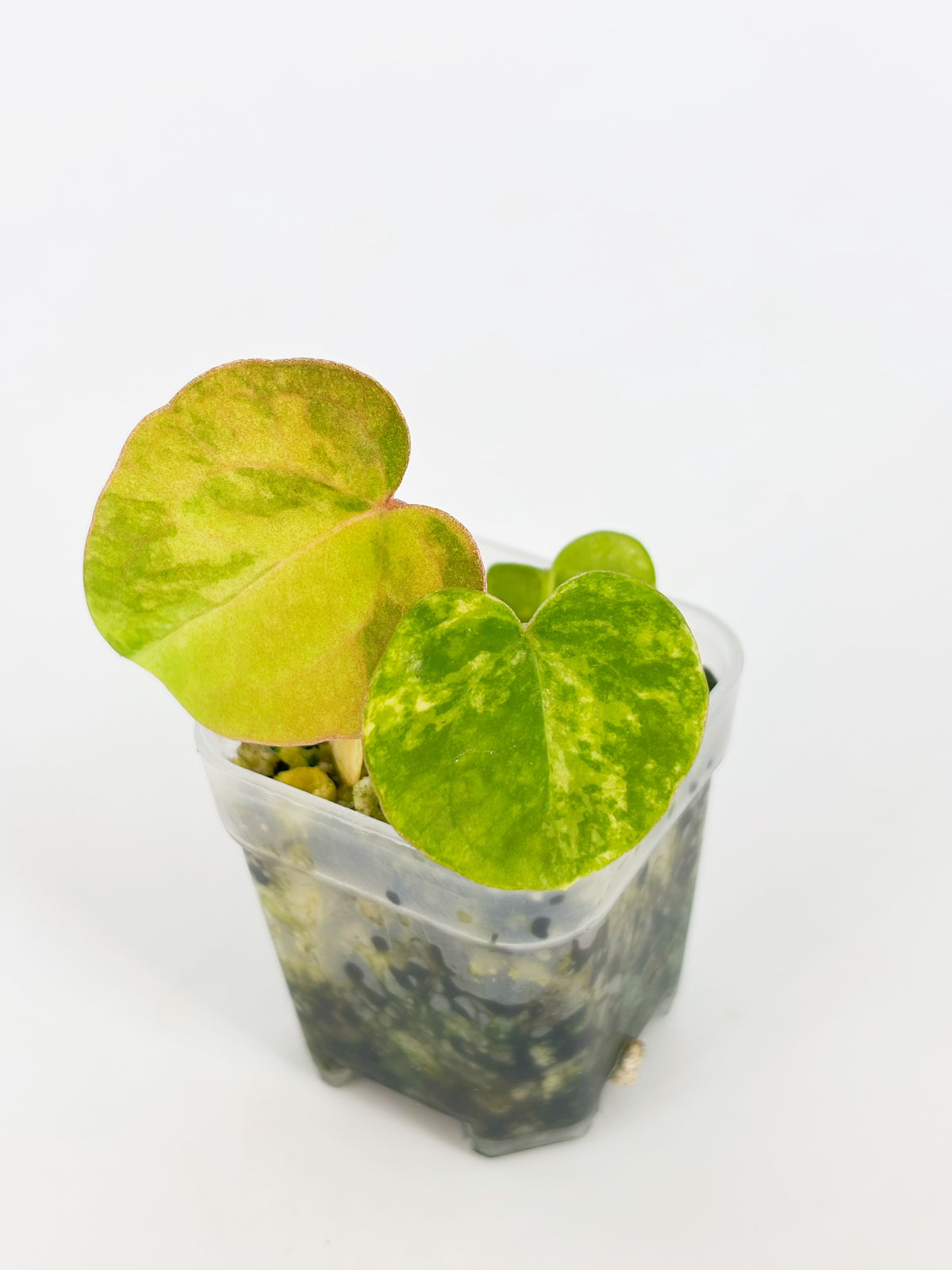 Deluxe Variegated Anthurium Combo @BC Warehouse