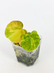 Deluxe Variegated Anthurium Combo @BC Warehouse