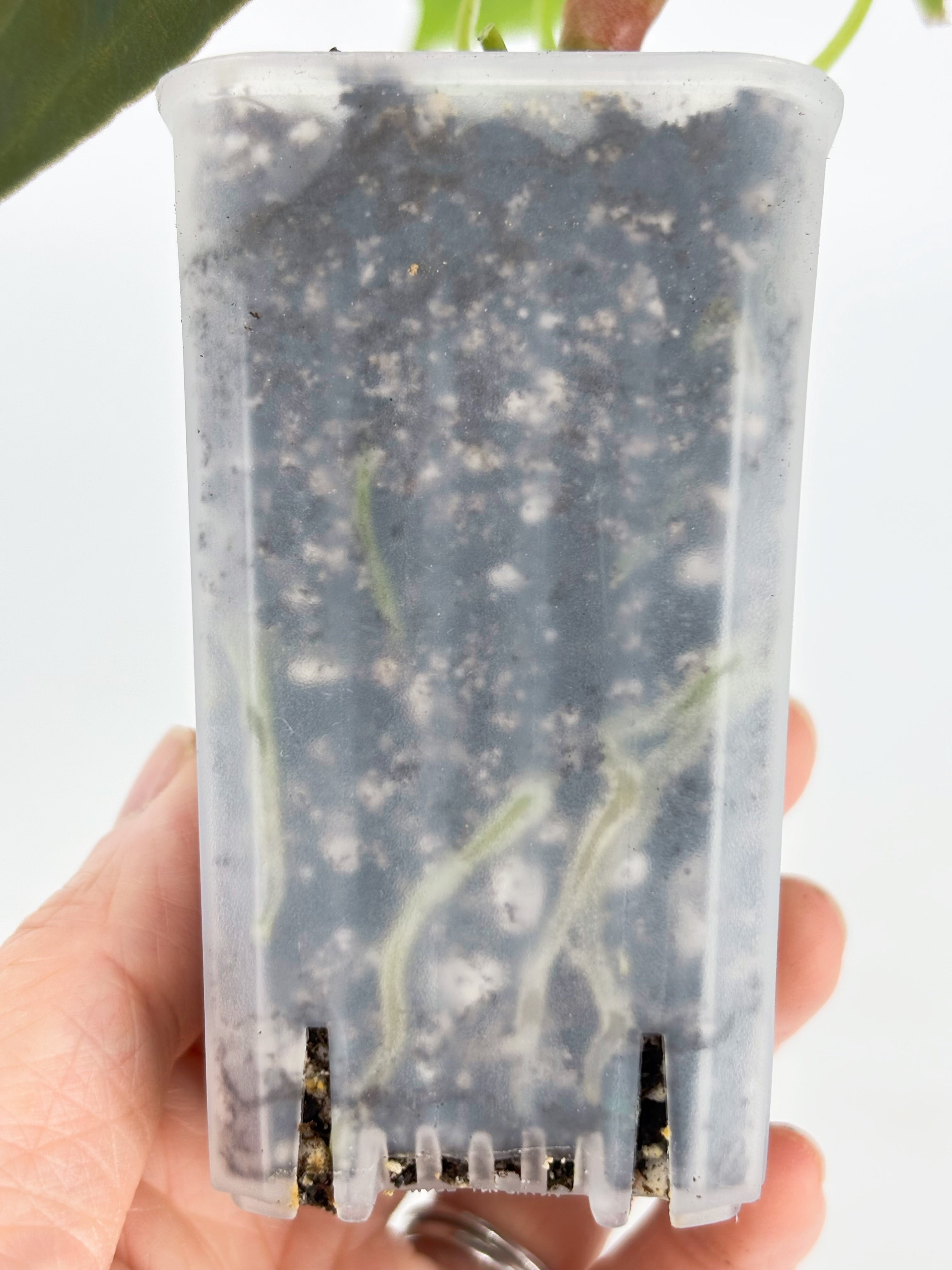 Anthurium Combo (Luxurian Self & Papi fsrl x Dark Forgetii)