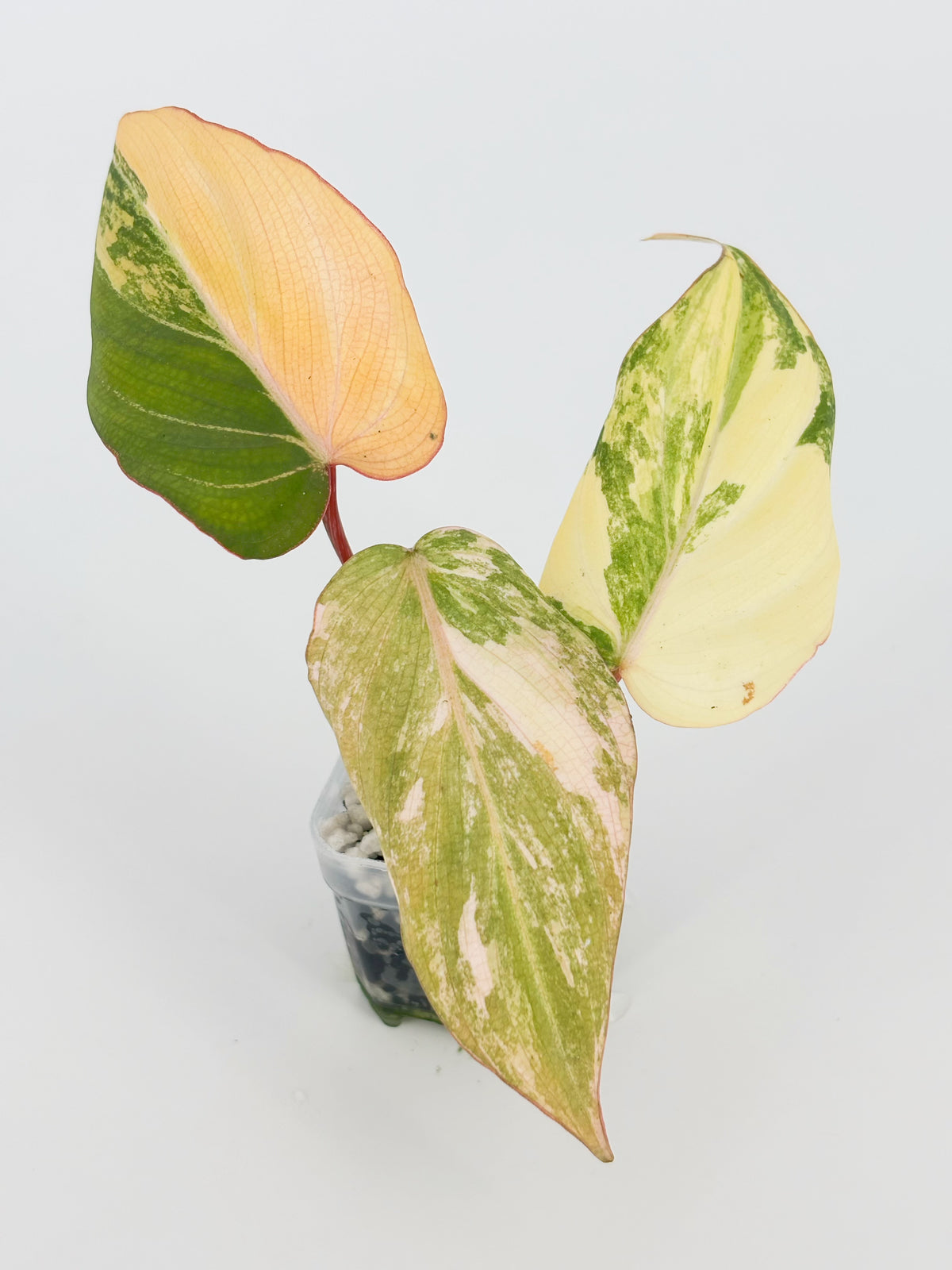 Philodendron Gloriosum Tricolor@BC Warehouse