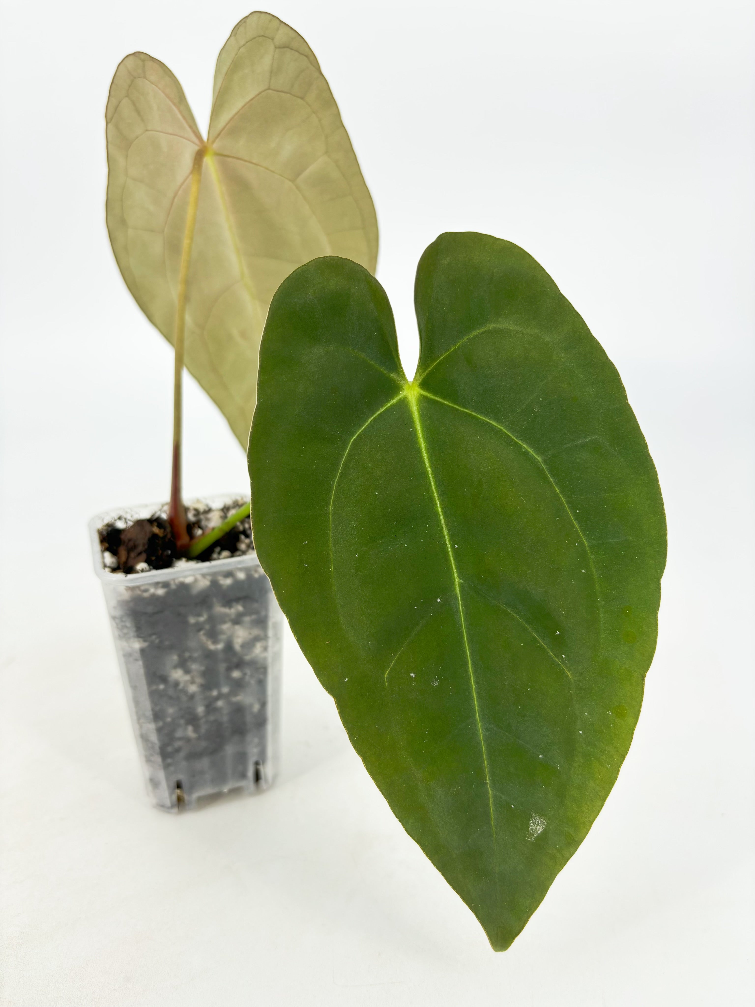 Anthurium Combo@BC Warehouse