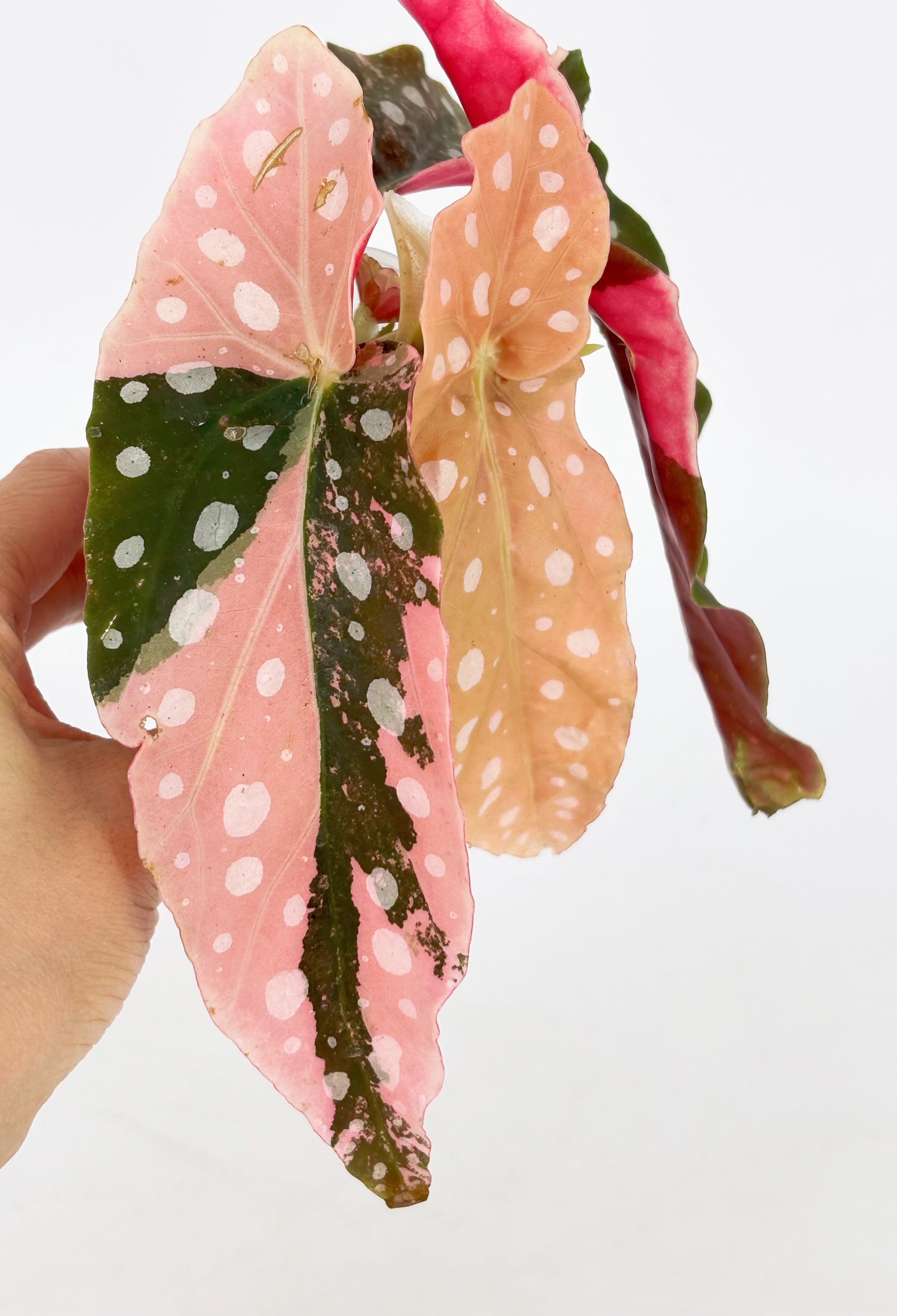 *Grower’s Choice* Begonia Maculata Pink