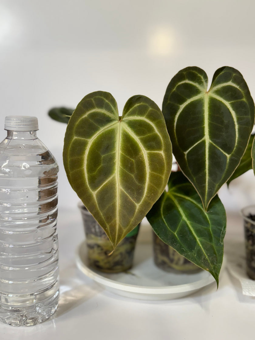 Anthurium Besseae x Dark Forgetii  *$25 each random selection per order*