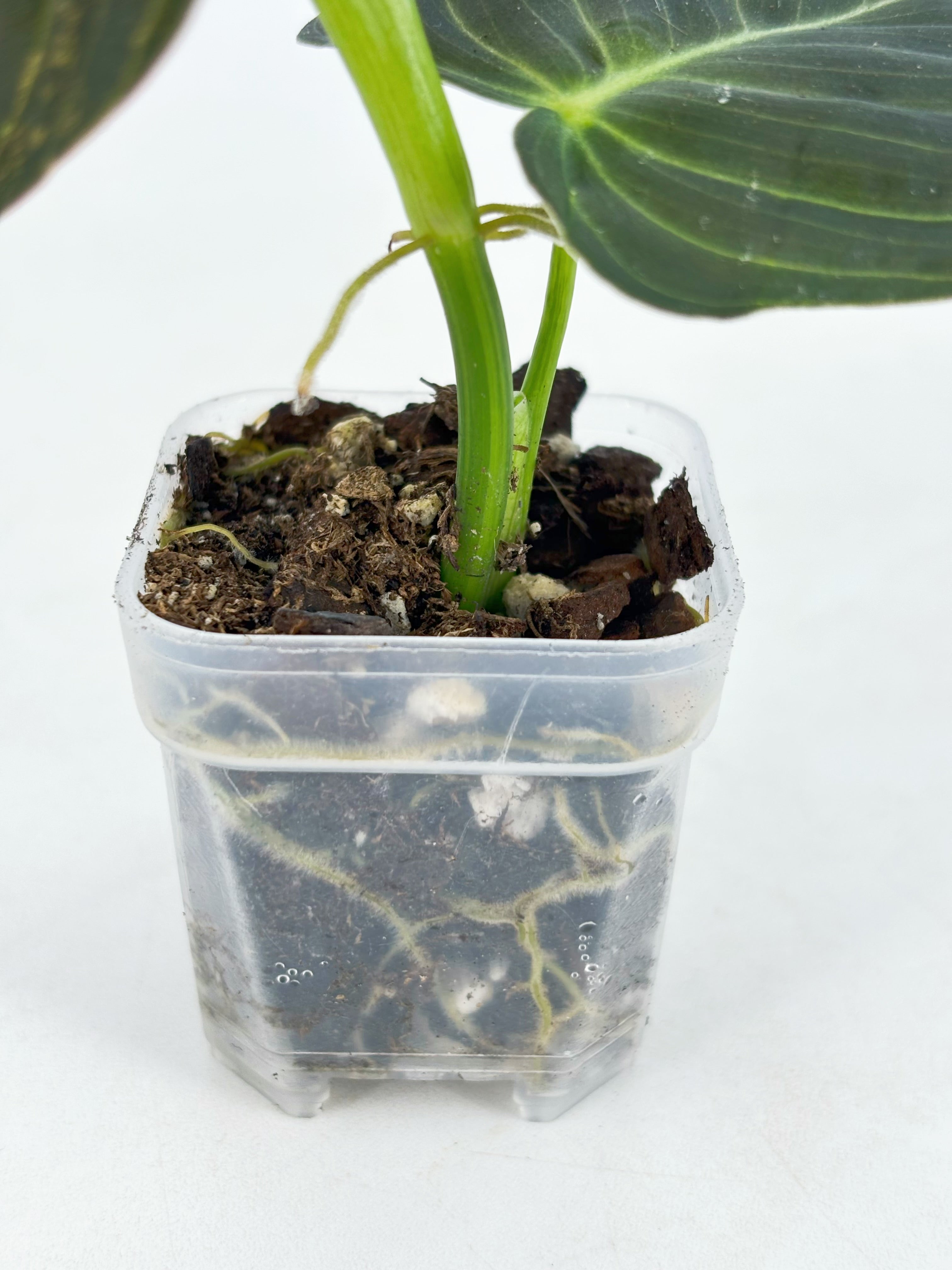 Philodendron Melanochrysum Var@BC Warehouse