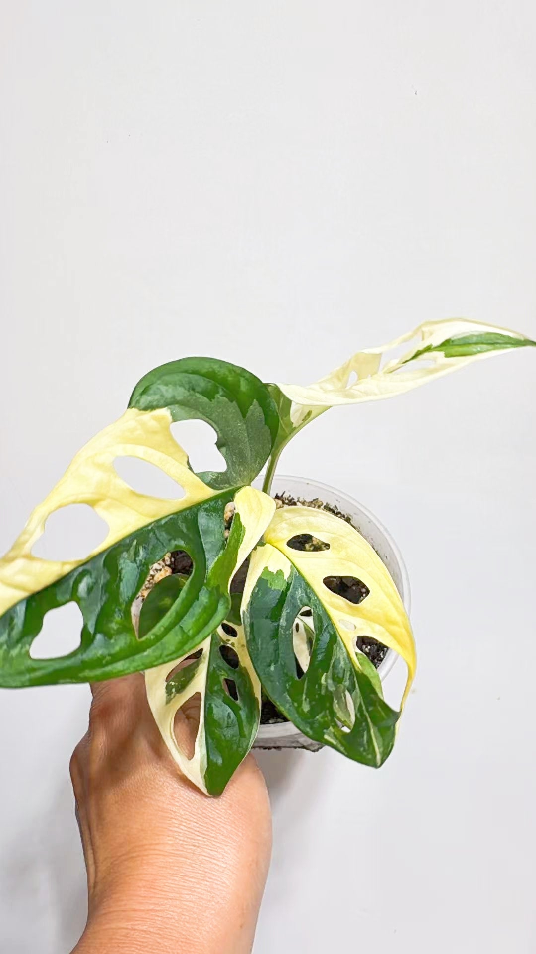 Monstera Adansonii Tricolor Japan@Markham Warehouse