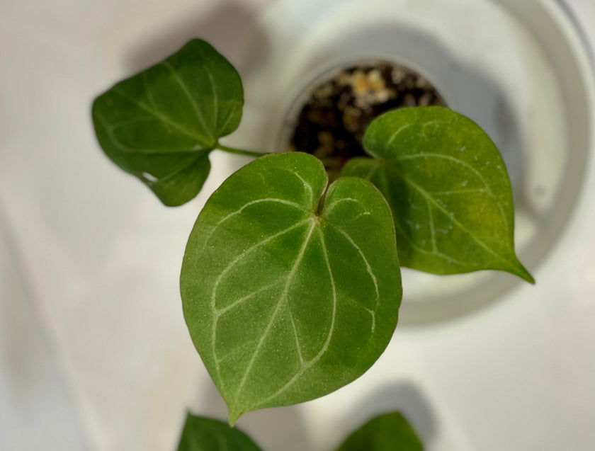 Anthurium King of Spades (KOS)