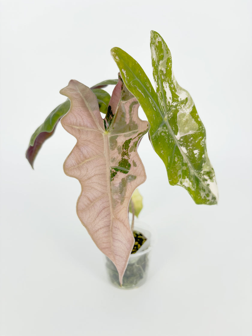 Alocasia Pseudo Pink Var -corming size@BC Warehouse