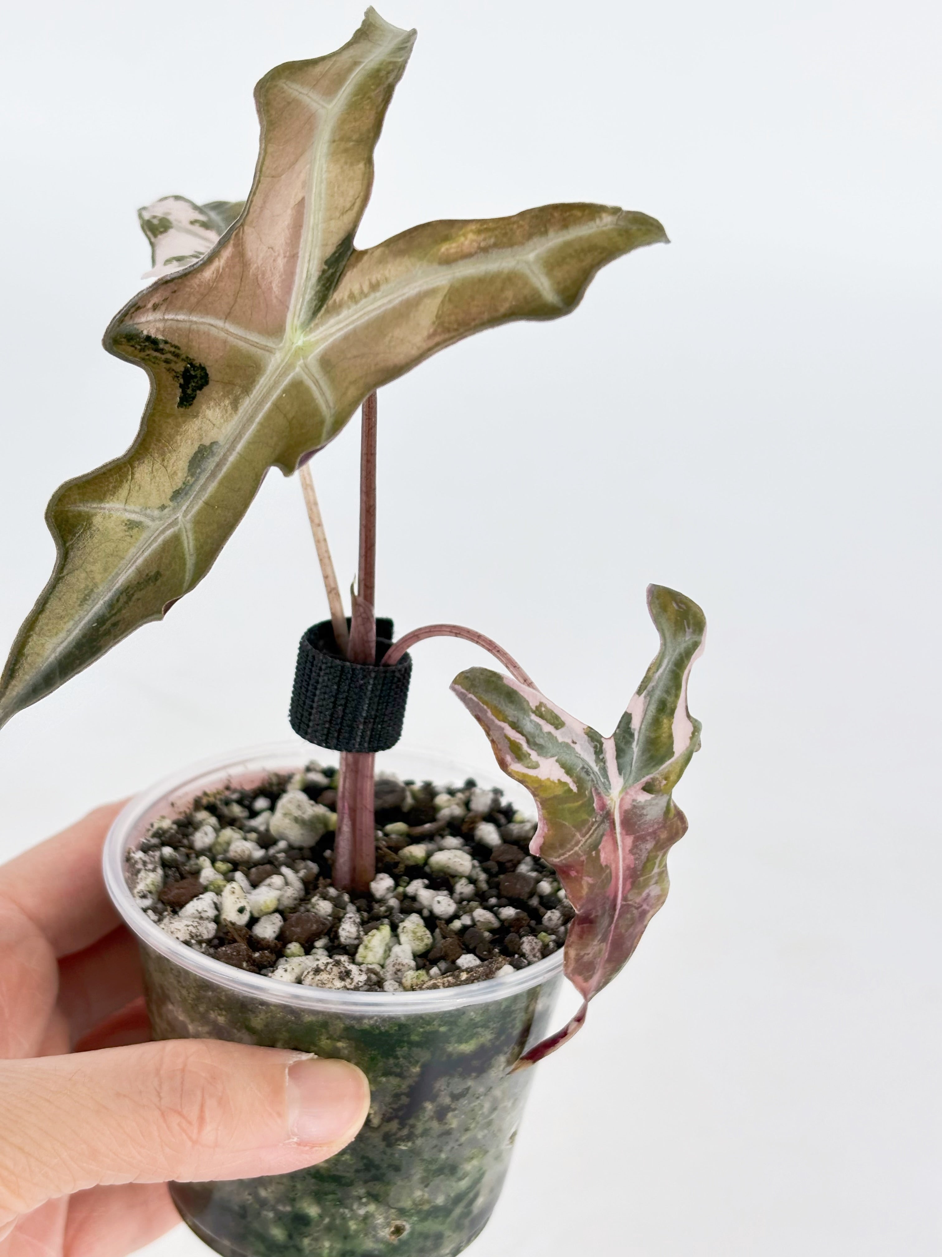 Pink Combo (Chantrieri Pink & Noblis Pink K form) @BC Warehouse