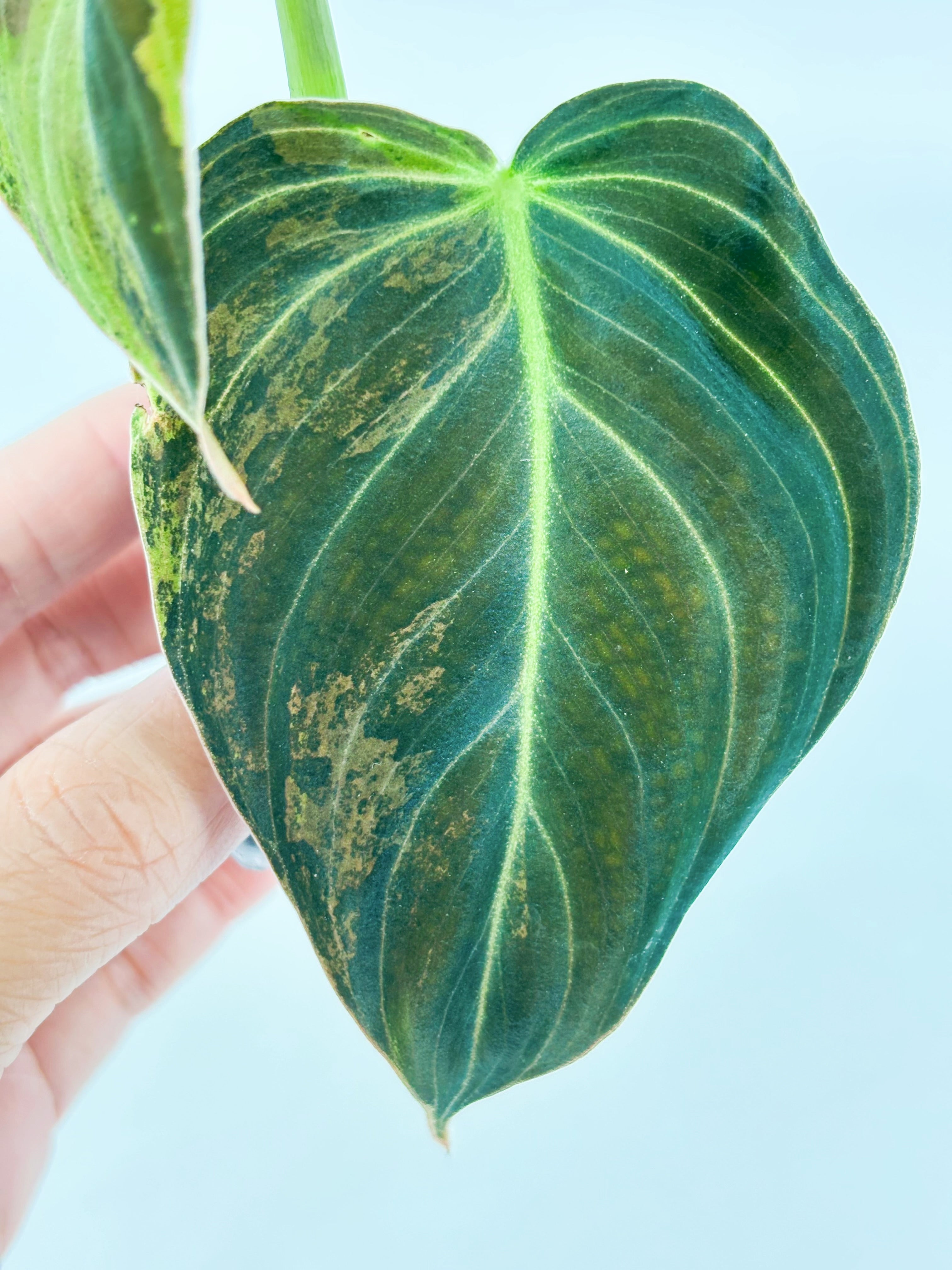 Philodendron Melanochrysum Var @BC Warehouse