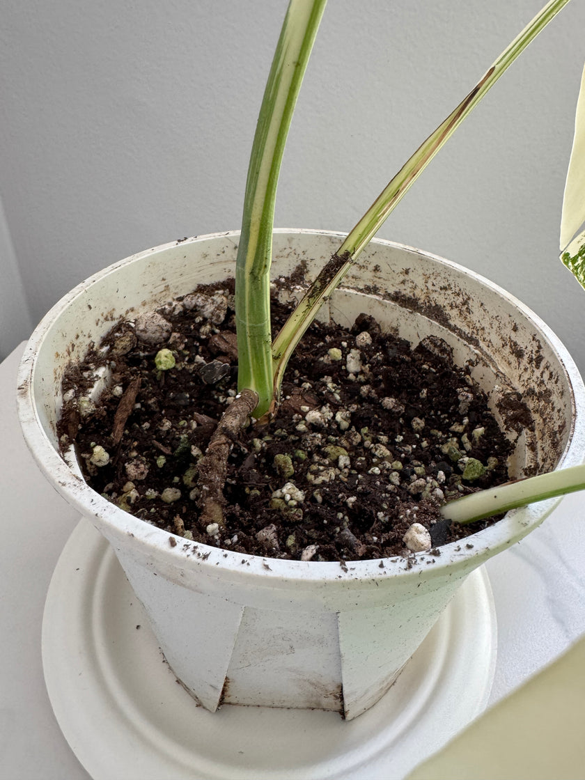 Monstera Albo *Pick Up& GTA Delivery Only*