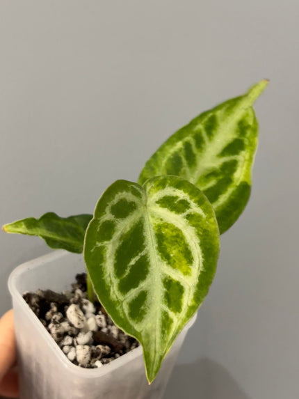Anthurium Crystallinum Variegated