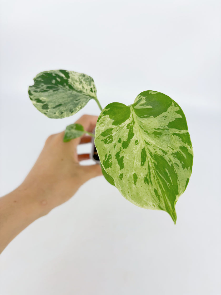 Monstera Bulbasaur@BC Warehouse
