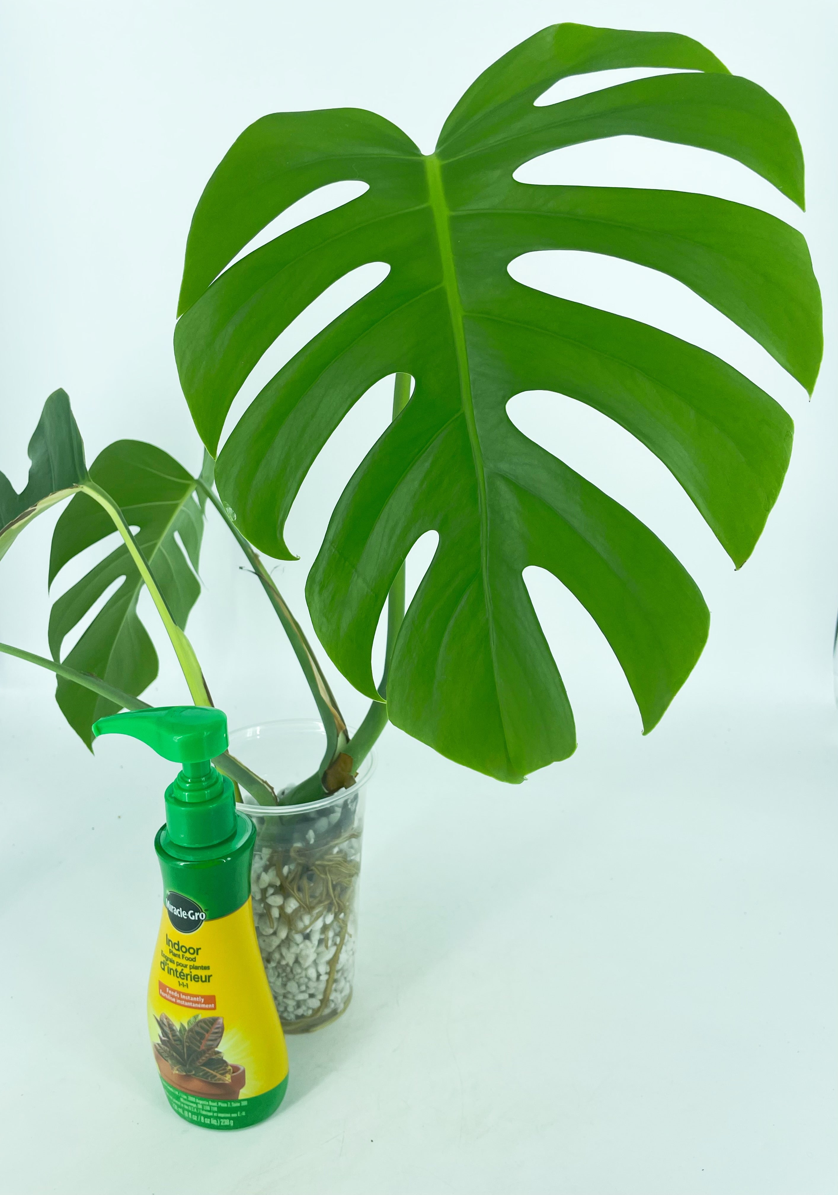 Monstera Aurea -Reverted *Pick-up and Local Delivery Only*