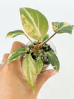 Philodendron Gloriosum Tricolor@BC Warehouse