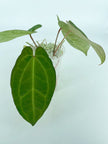 Anthurium Ace of Spades (Tezula dark form) x Warocqueanum