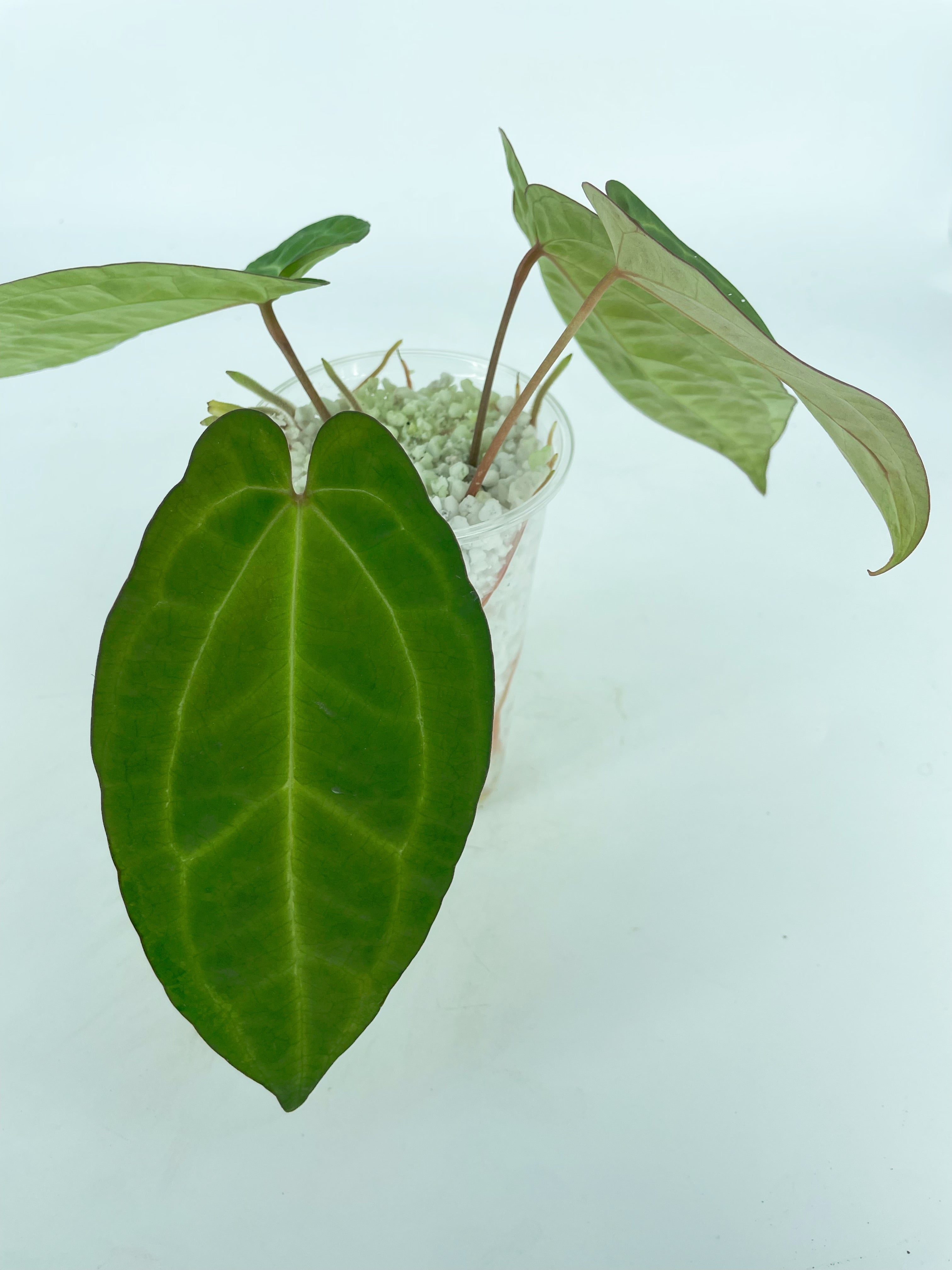 Anthurium Ace of Spades (Tezula dark form) x Warocqueanum