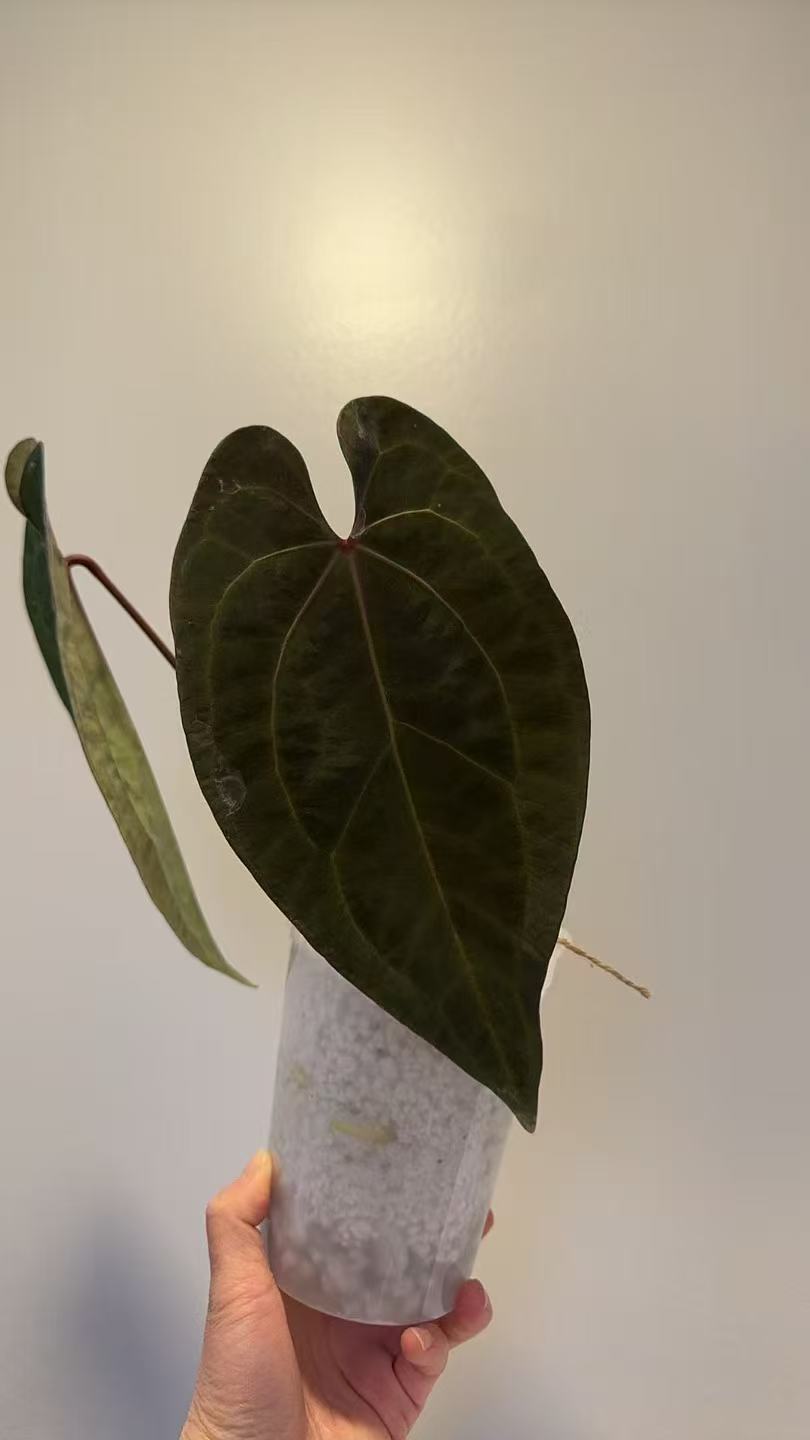 Anthurium Ace of Spades (Tezula dark form)
