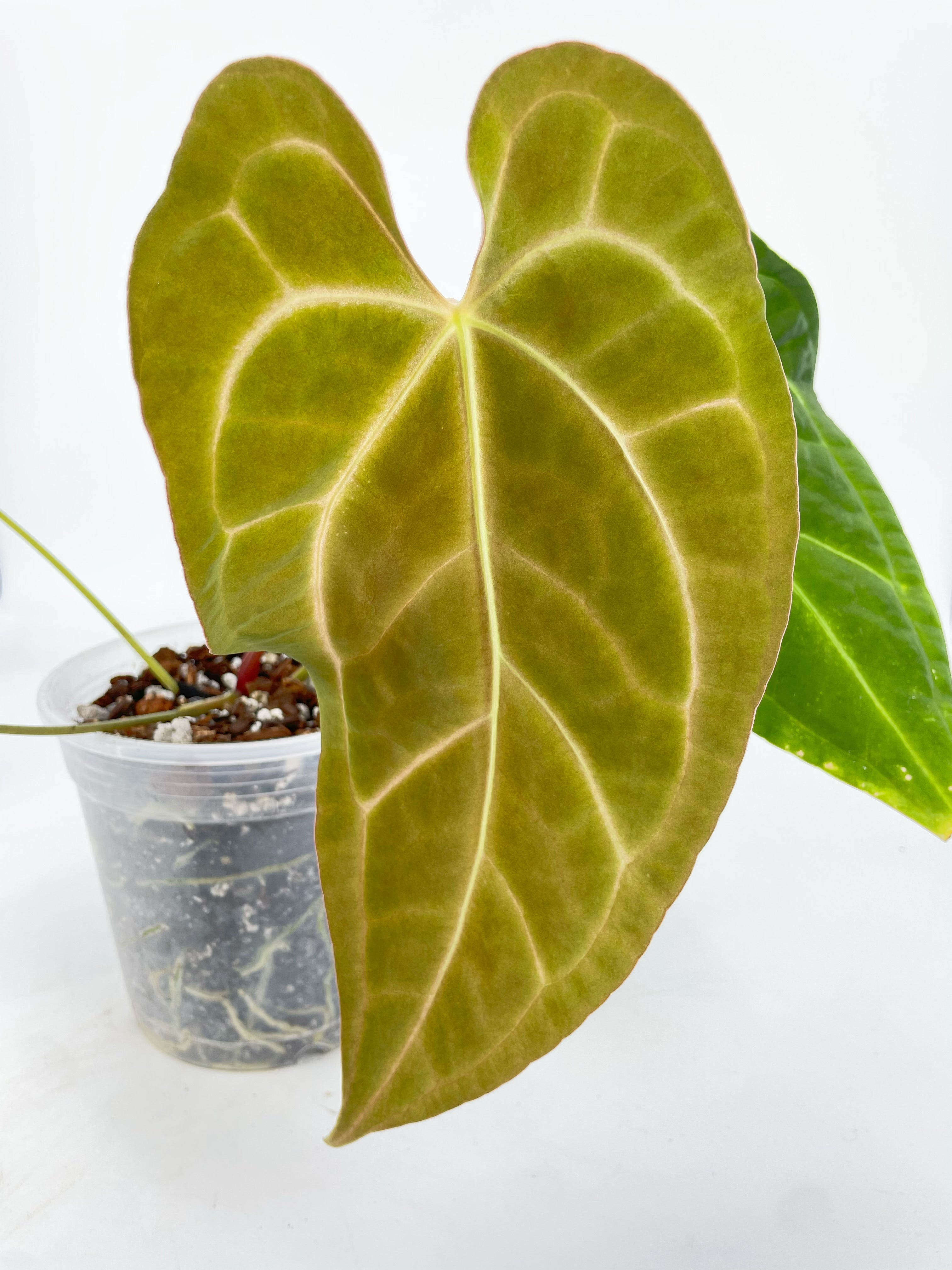 Anthurium Indo Papi *Pick up&Local delivery only*