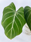 Philodendron Glorious Combo