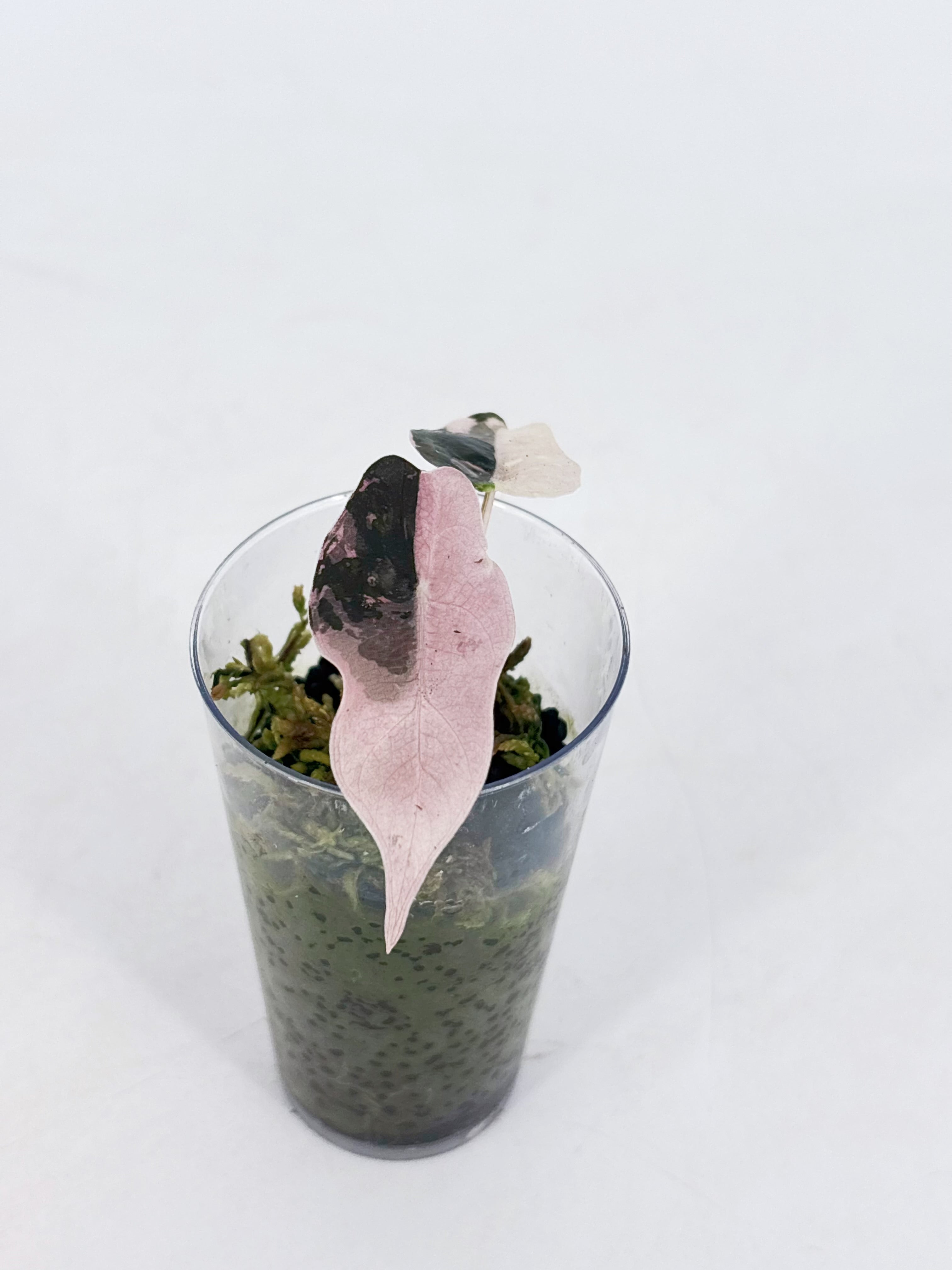 Alocasia Chantrieri Pink @BC Warehouse -Corm Grown