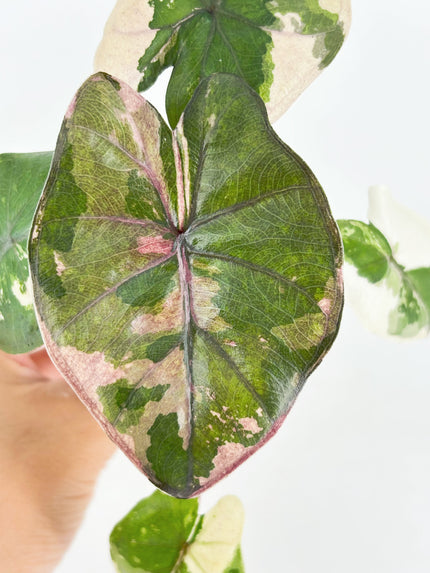 Alocasia Yucanta Princess Albo @BC Warehouse