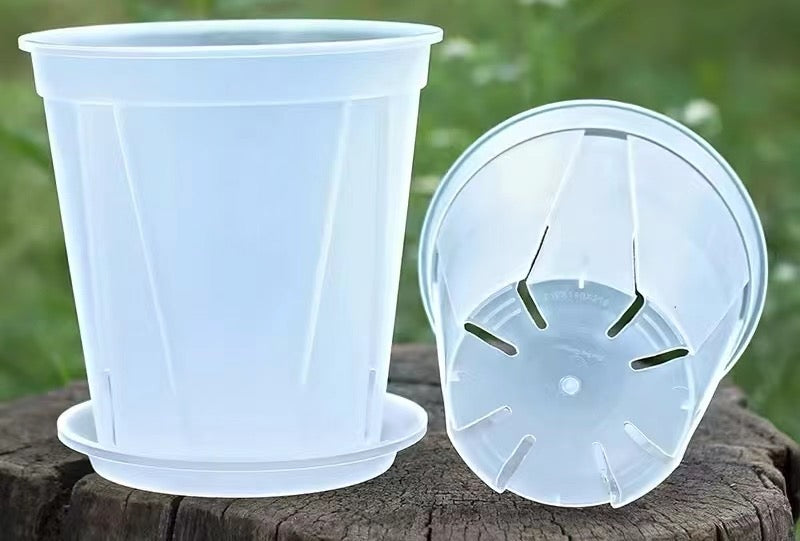 Round Vented Clear Pot-QINGSHAN (complimentary saucer)