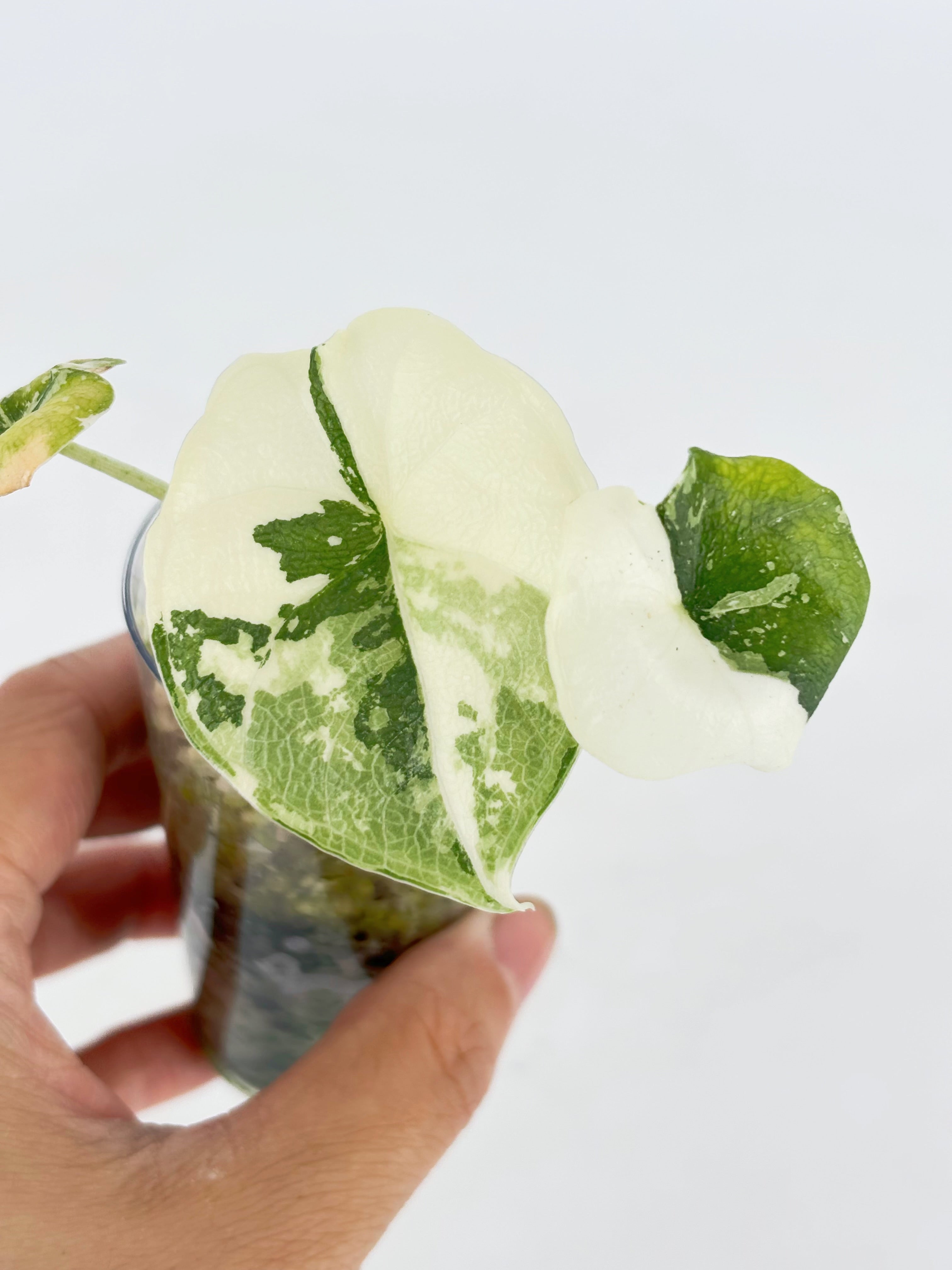 Alocasia Melo Albo @BC Warehouse