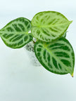 Anthurium Dorayaki - Silver