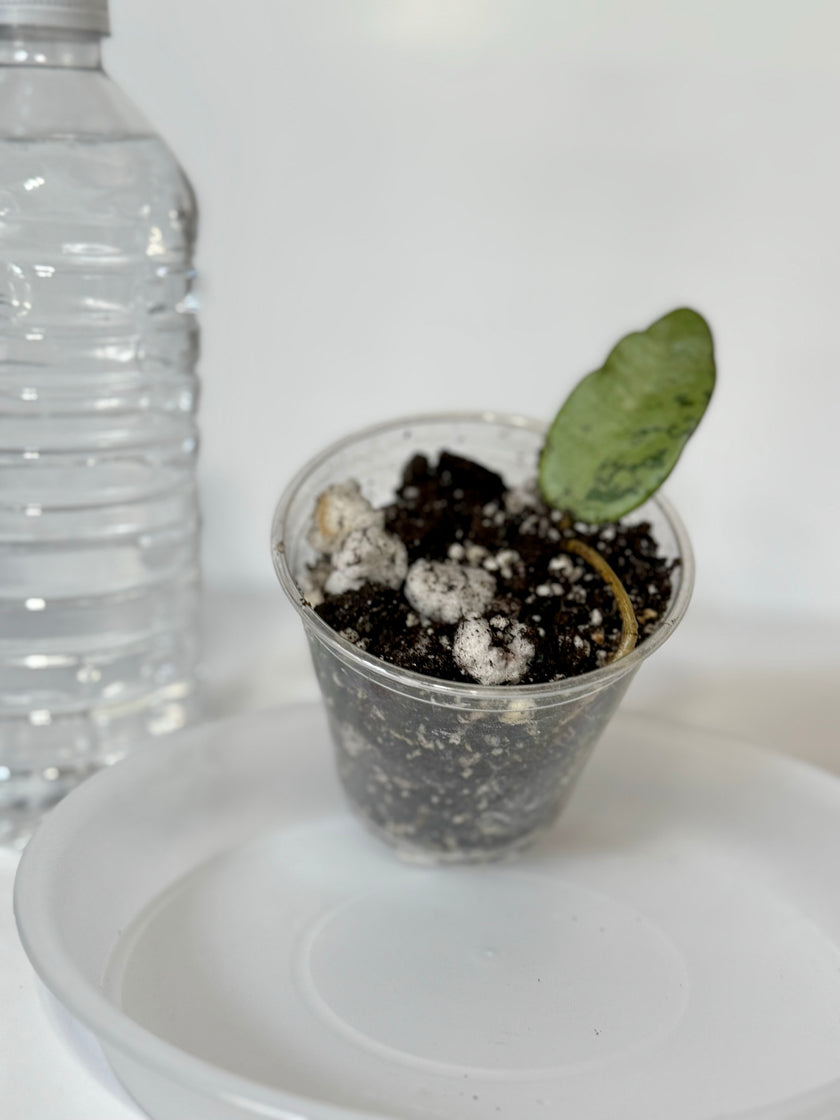 Hoya Silver Dollar -03D