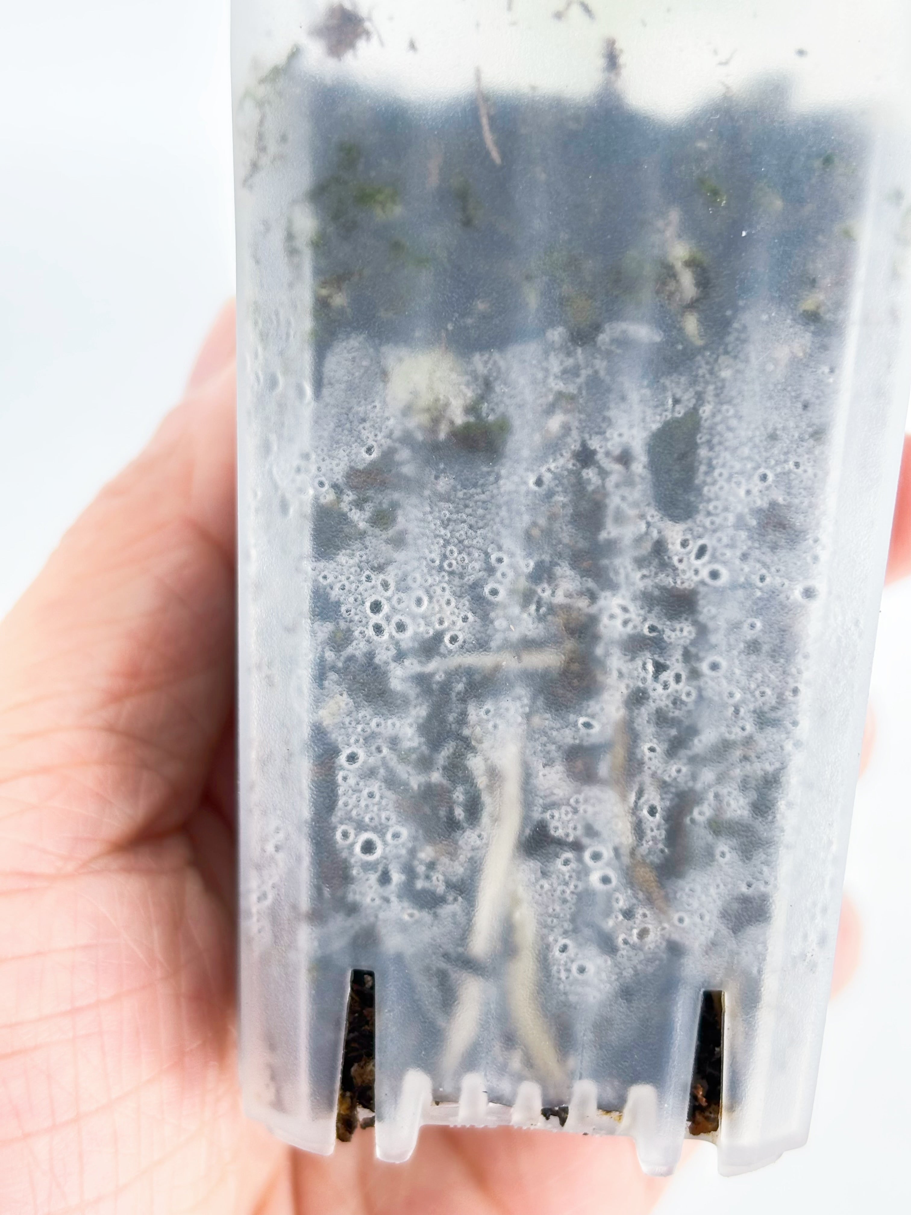 Monstera Adansonii Tricolor@BC Warehouse