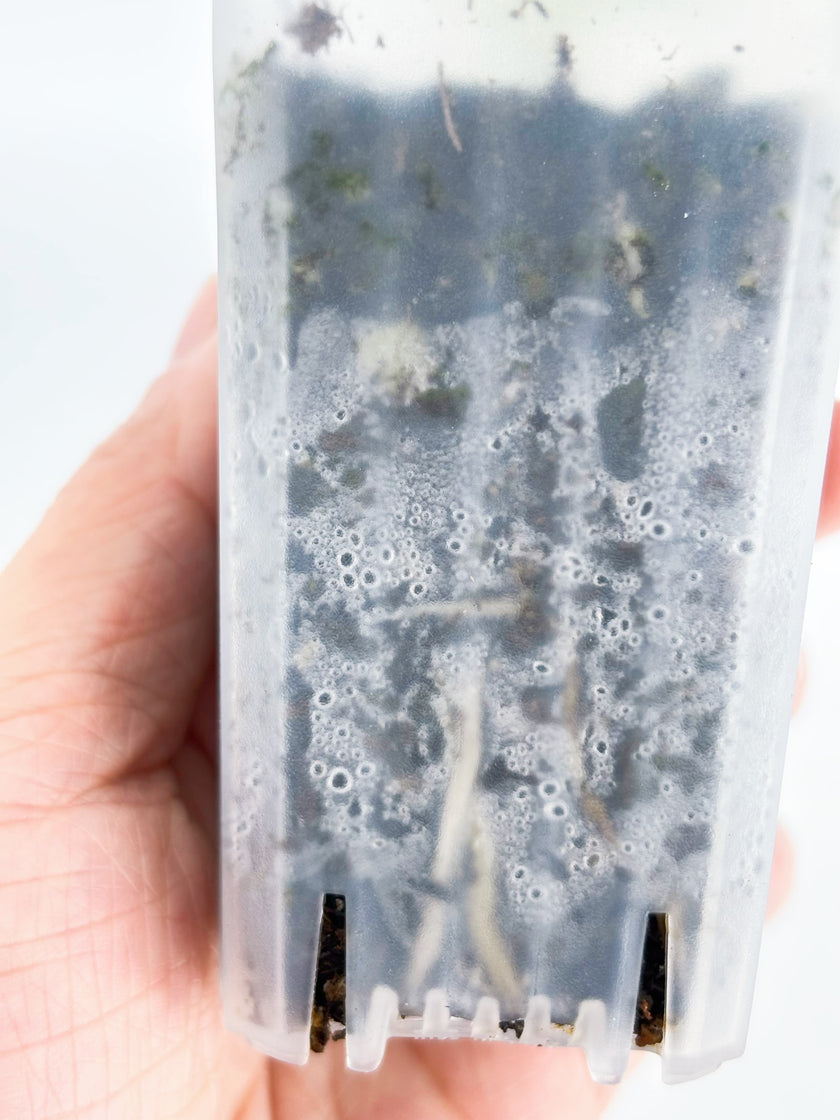 Monstera Adansonii Tricolor@BC Warehouse