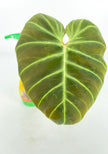 Philodendron Amazon Sunset