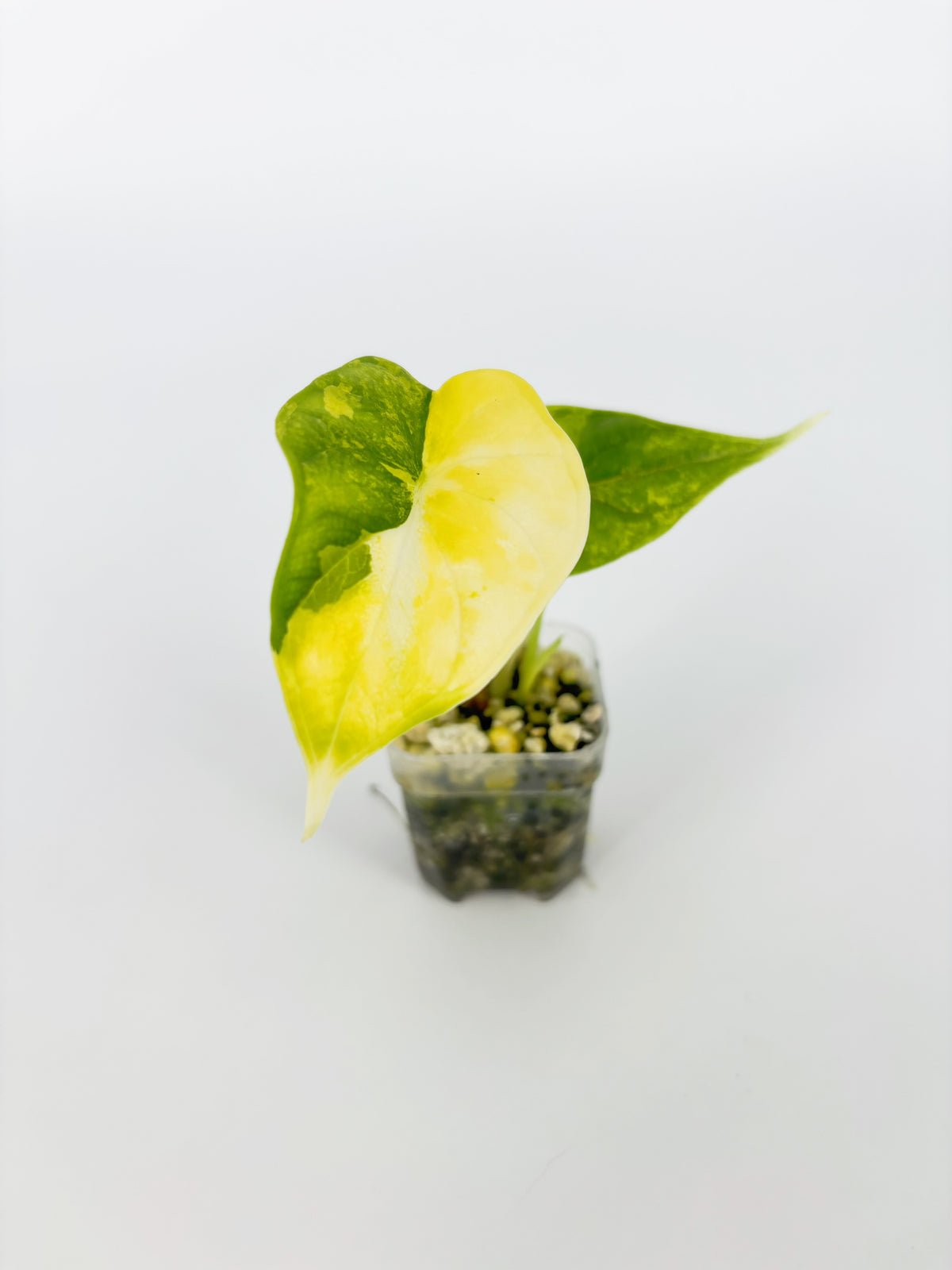 Alocasia Dragon Scale Aurea @BC Warehouse