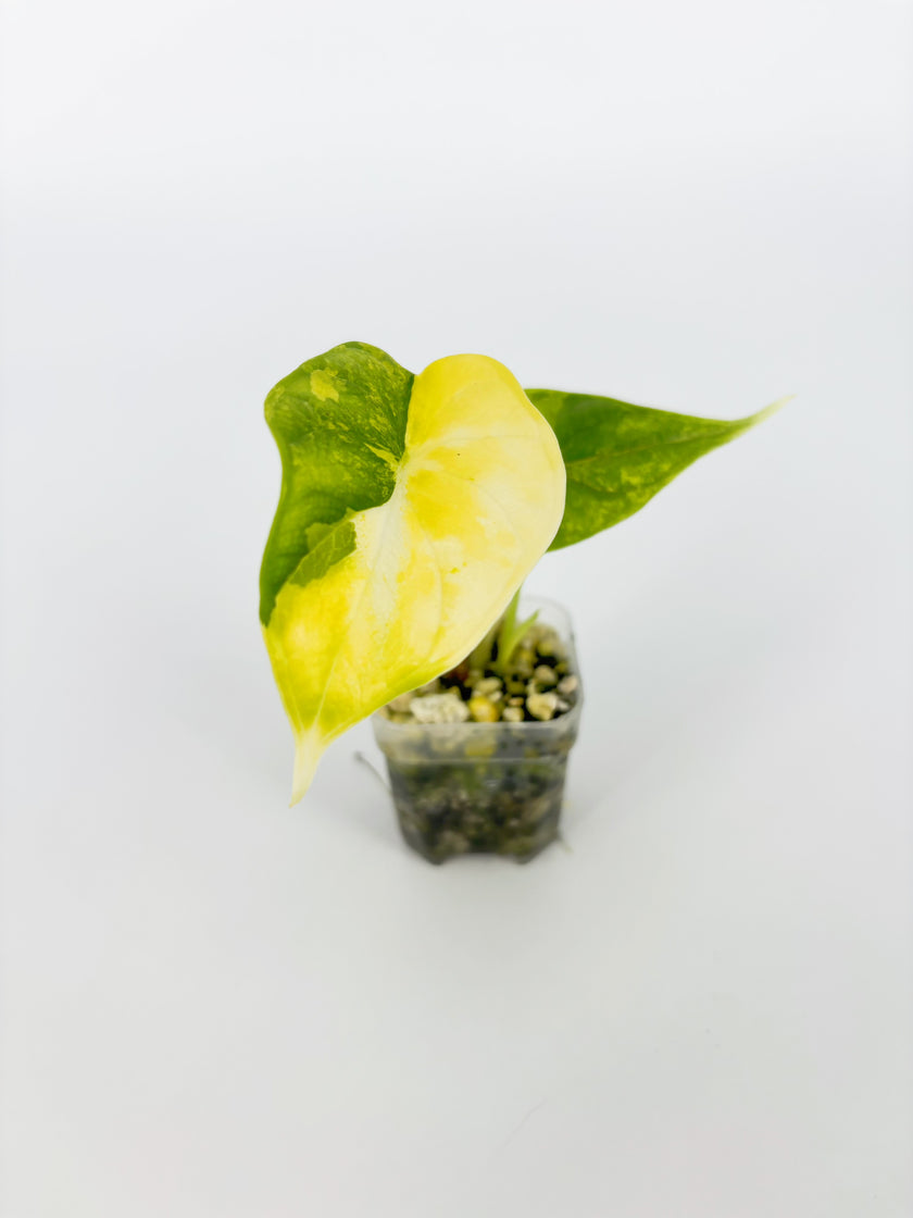 Alocasia Dragon Scale Aurea @BC Warehouse