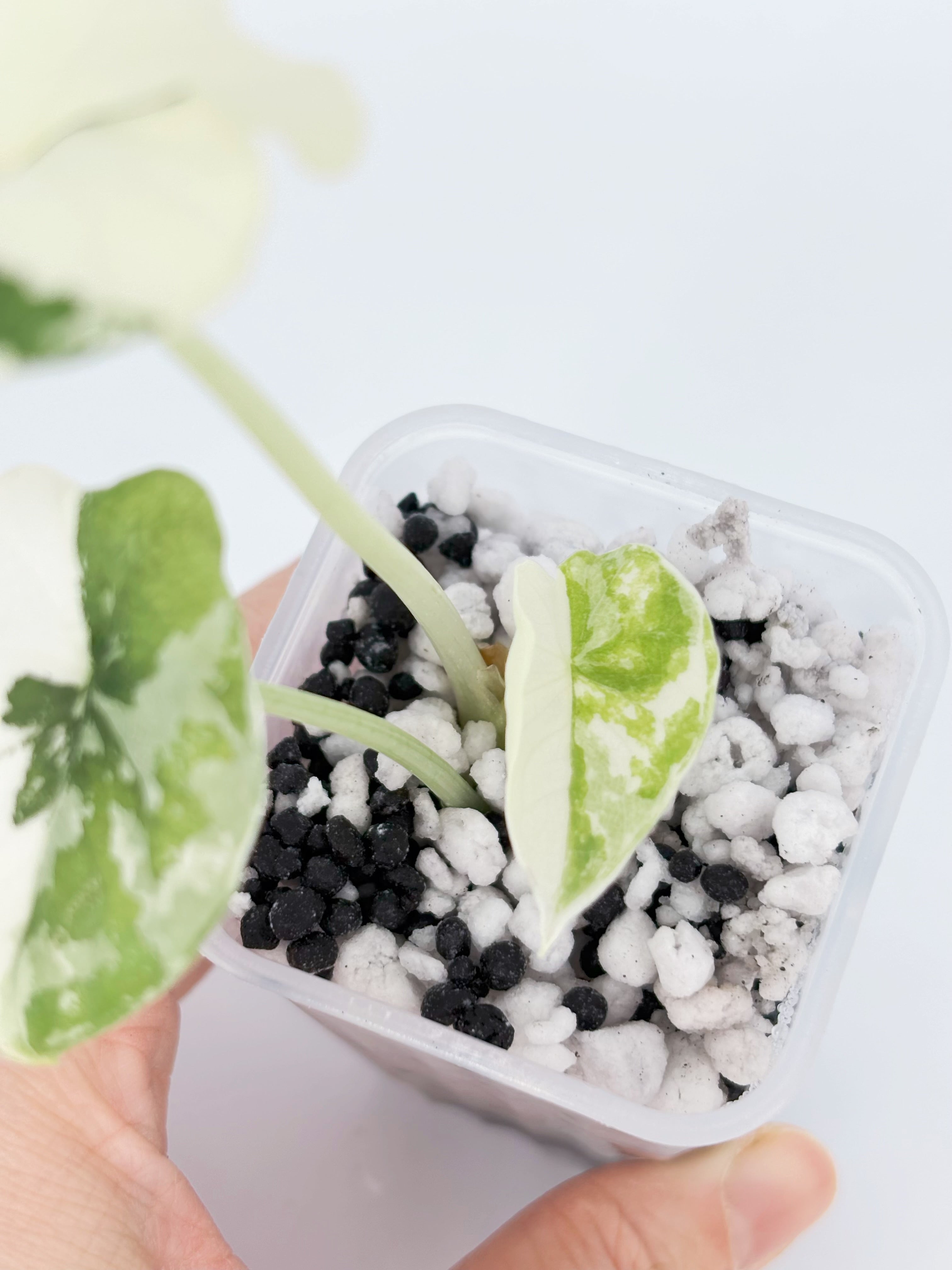 Alocasia Melo Albo -Premium Variegation