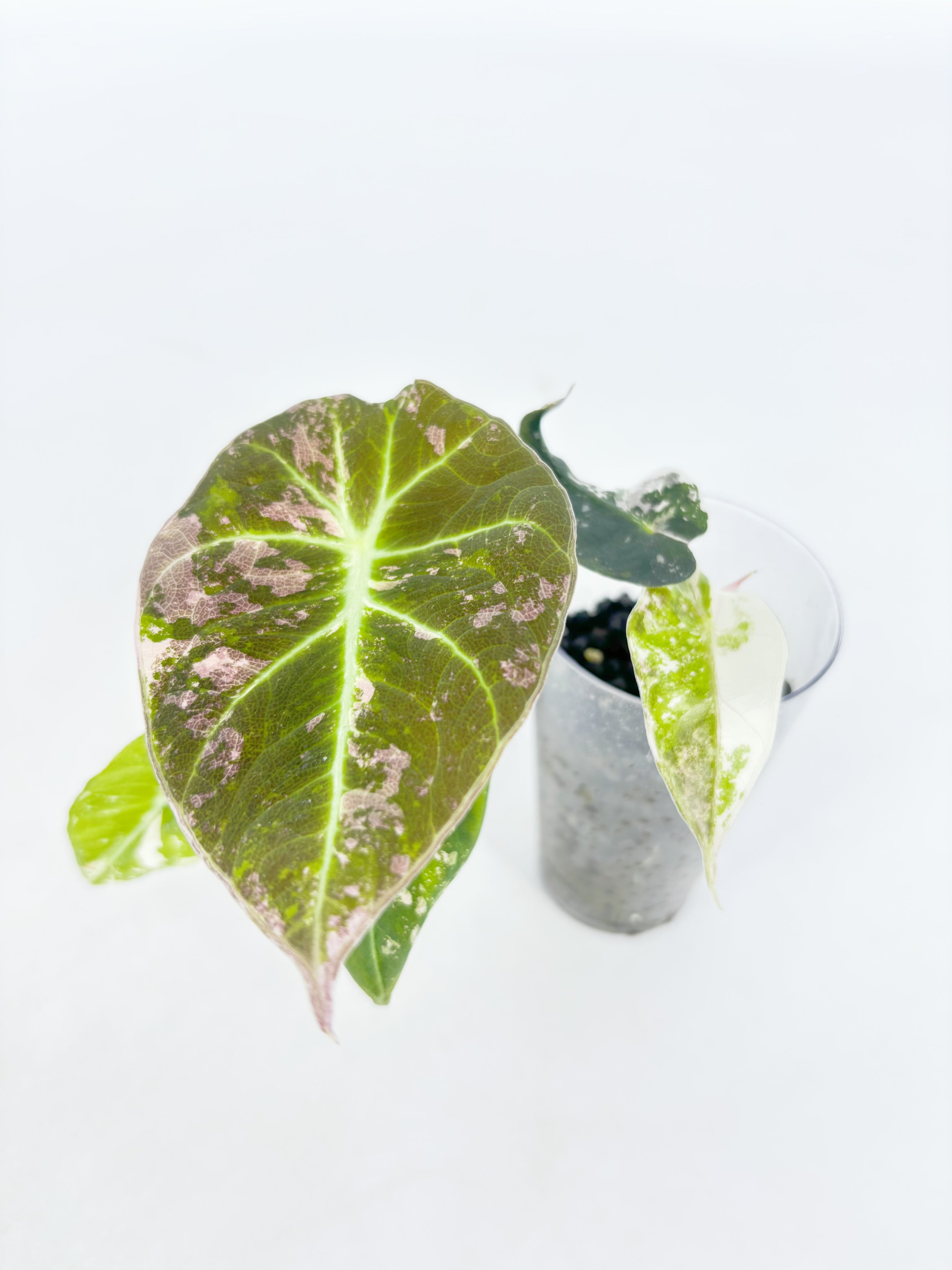 Alocasia Pink Combo@BC Warehouse