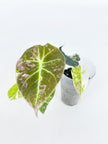 Alocasia Pink Combo@BC Warehouse