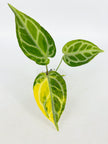 Anthurium Crystallinum Var@BC Warehouse