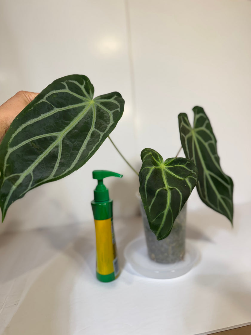 Anthurium Magnificum XL