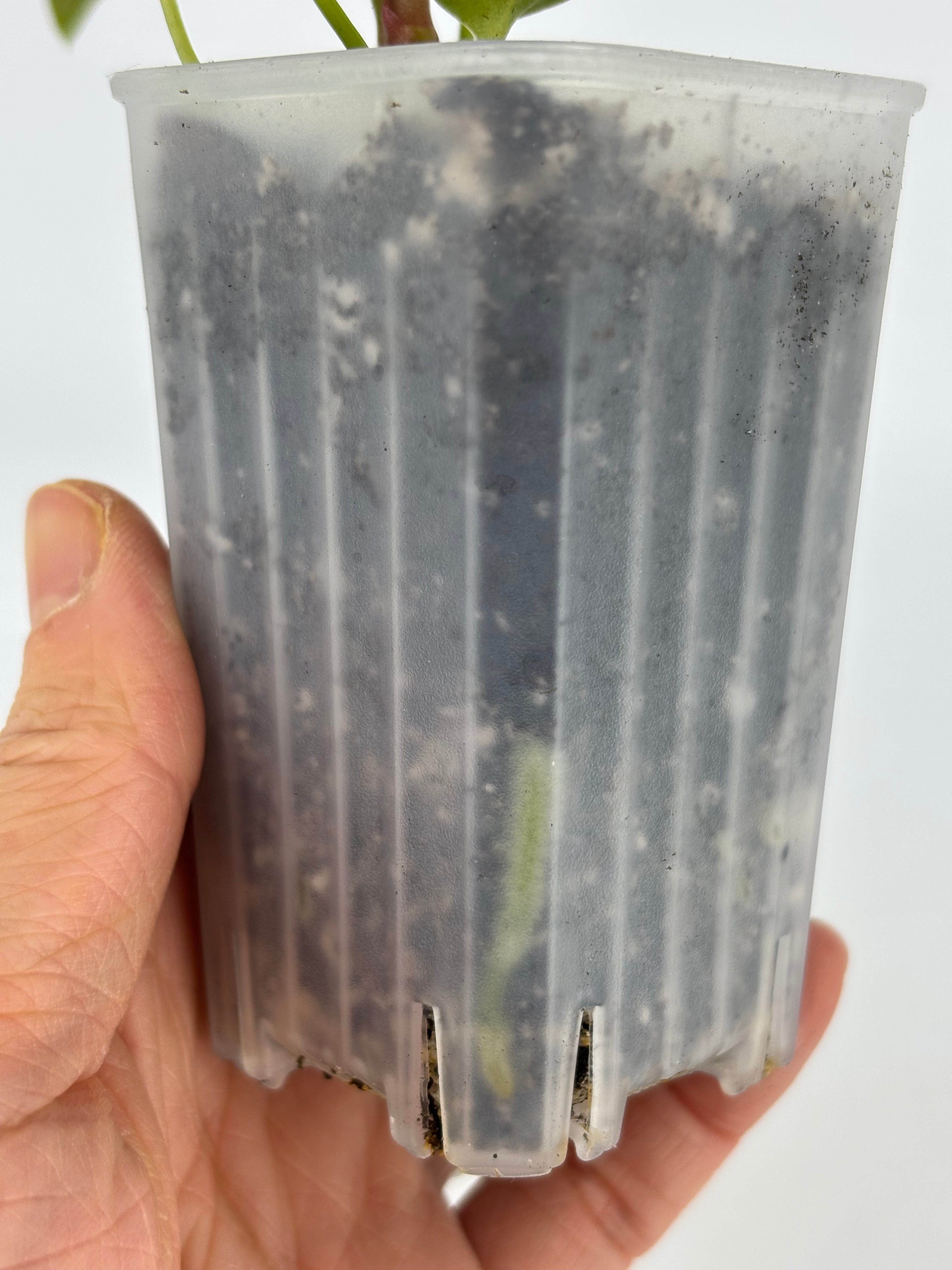 Anthurium Combo (Silver Blush & Papi fsrl x Dark Forgetii)